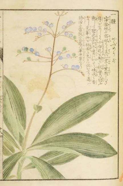 杜若山深杜若开