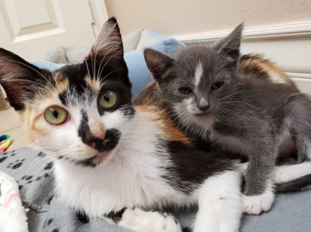 铲屎官安迪家中有一只三花猫,因为是捡回家中的流浪