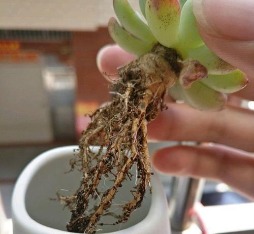 多肉环境不好,烂根黑腐问题多,不如这样养,白白胖胖可爱极了