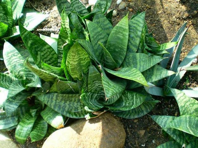 皮实好养,耐旱耐涝,这3种常年青翠的绿植,抓紧时间入手