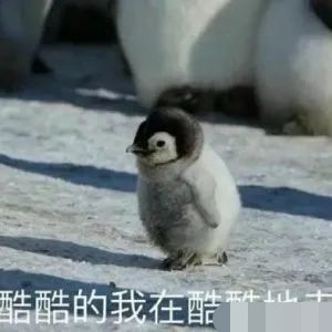 钟楚曦|钟楚曦和迪丽热巴都救不活的红毯秀得是多土？