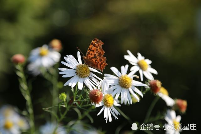 8月8日爱情运势 白羊冰释前嫌 狮子平心静气 摩羯脱颖而出