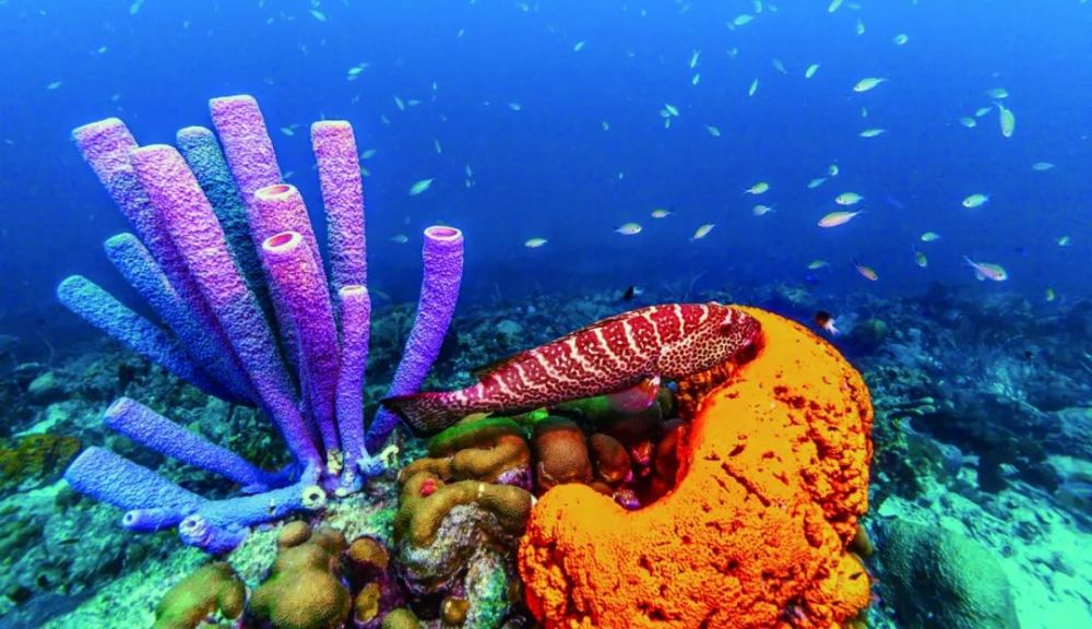 地球|地球上最早的动物