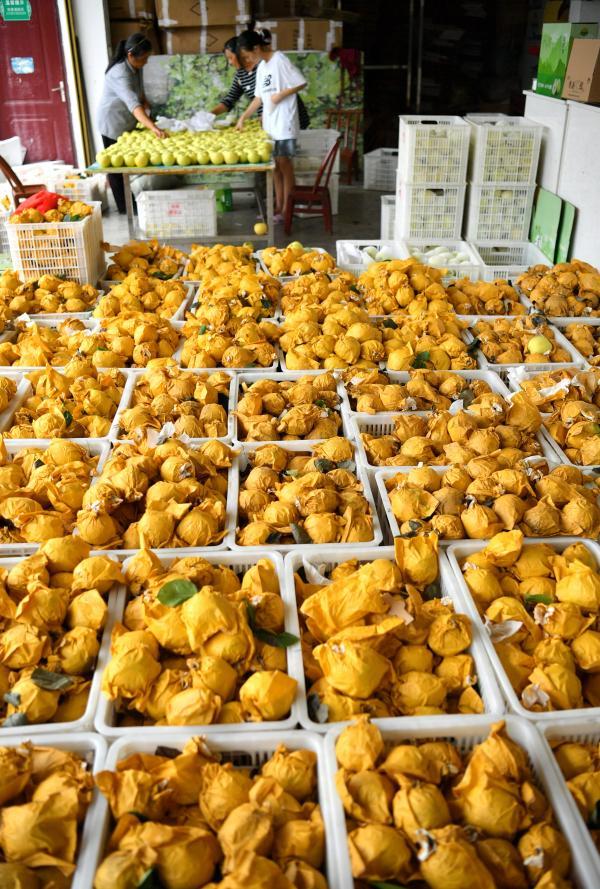 湖北恩施:"黄金梨"飘香_腾讯新闻