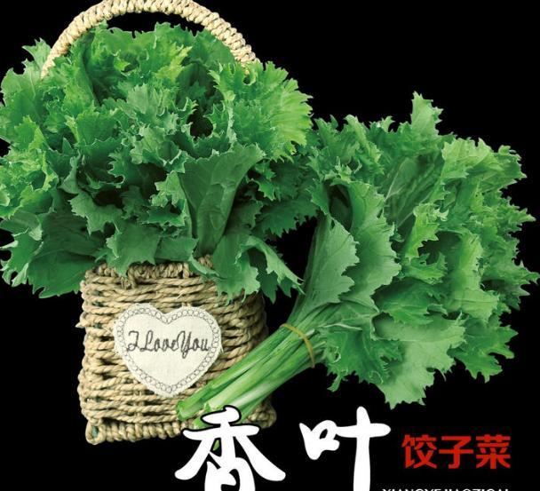 最高亩产可达8000斤 这个芥菜新品种 包饺子特香 好吃也好种 腾讯新闻