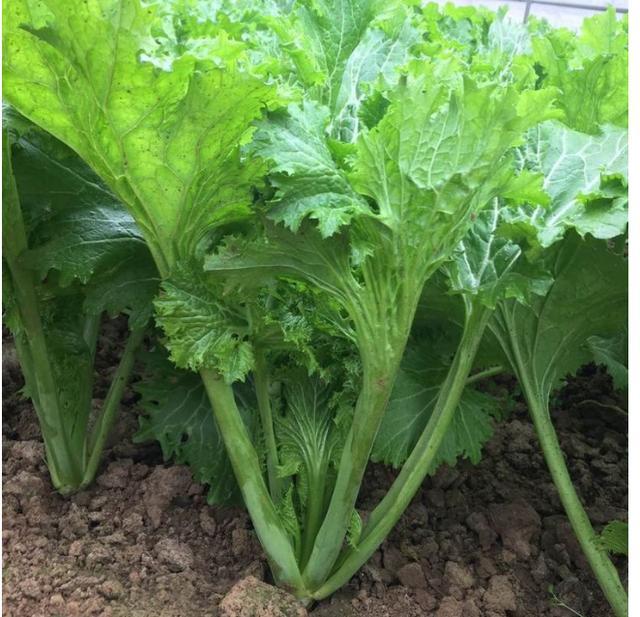 最高亩产可达8000斤,这个芥菜新品种,包饺子特香,好吃也好种