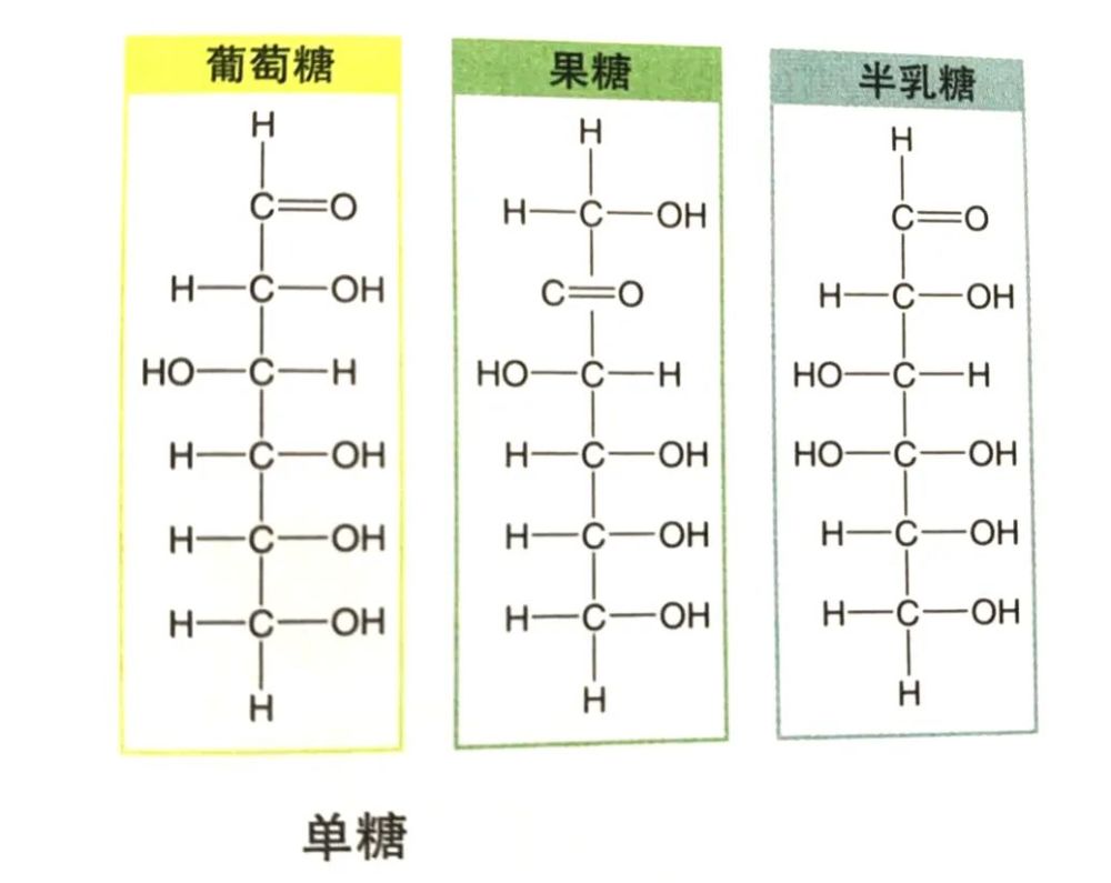 它们都含有碳,氢和氧元素,但其结构和甜度略有不同