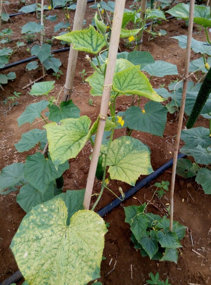 黄瓜|黄瓜叶片发黄怎么办，我有技巧教给你