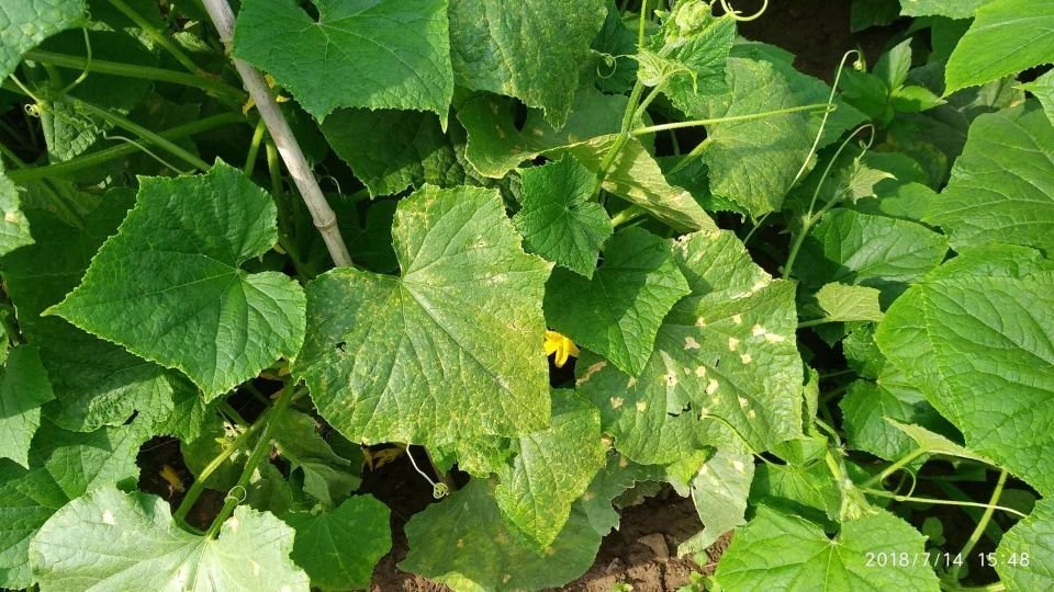 黄瓜|黄瓜叶片发黄怎么办，我有技巧教给你