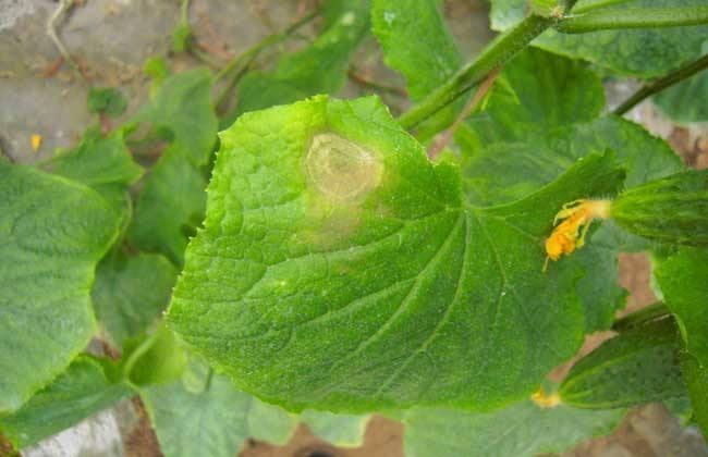 黄瓜|黄瓜叶片发黄怎么办，我有技巧教给你