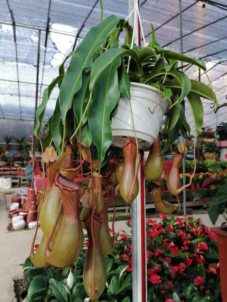 无肉不欢 这4种植物比你还爱吃肉 再加点酒长得更欢 腾讯新闻