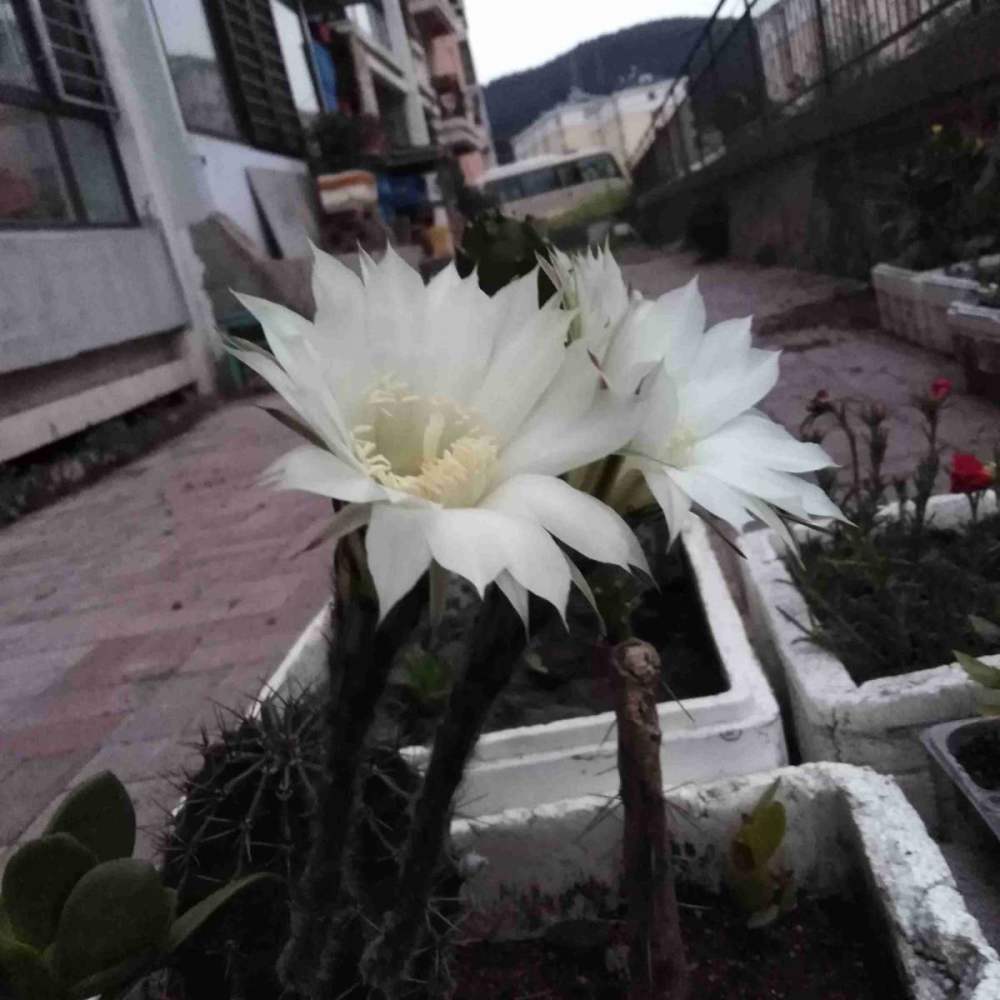 无肉不欢 这4种植物比你还爱吃肉 再加点酒长得更欢 腾讯新闻