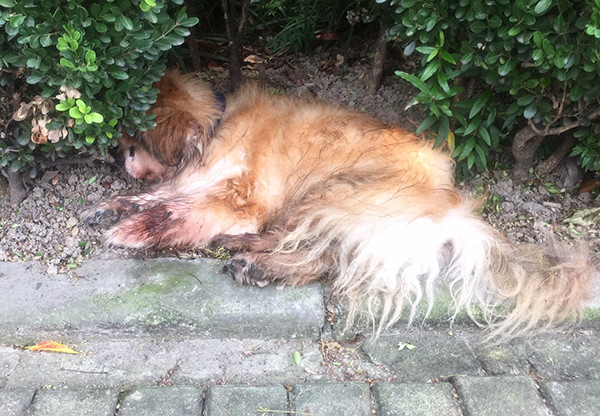 上海首例养犬人遗弃犬只案-WordPress极简博客