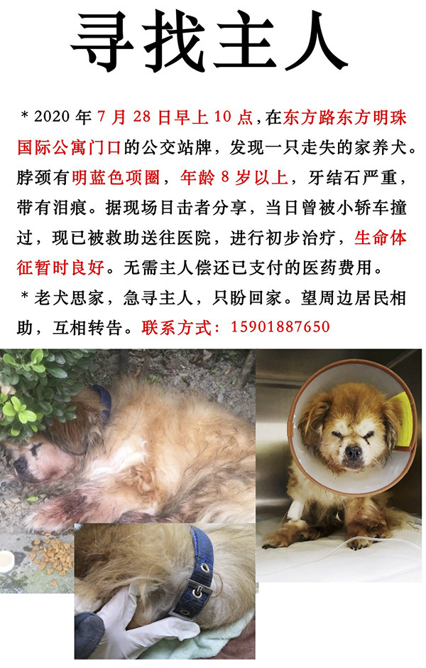 上海首例养犬人遗弃犬只案-WordPress极简博客