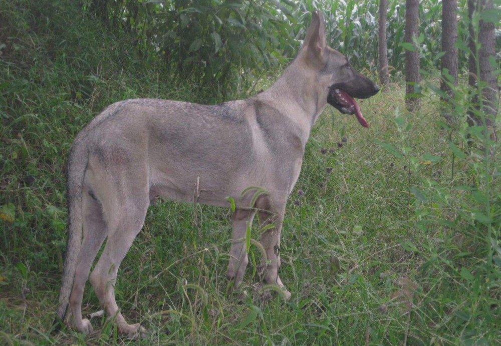 狼狗就是德牧吗教你如何区分别傻傻被狗贩子忽悠了