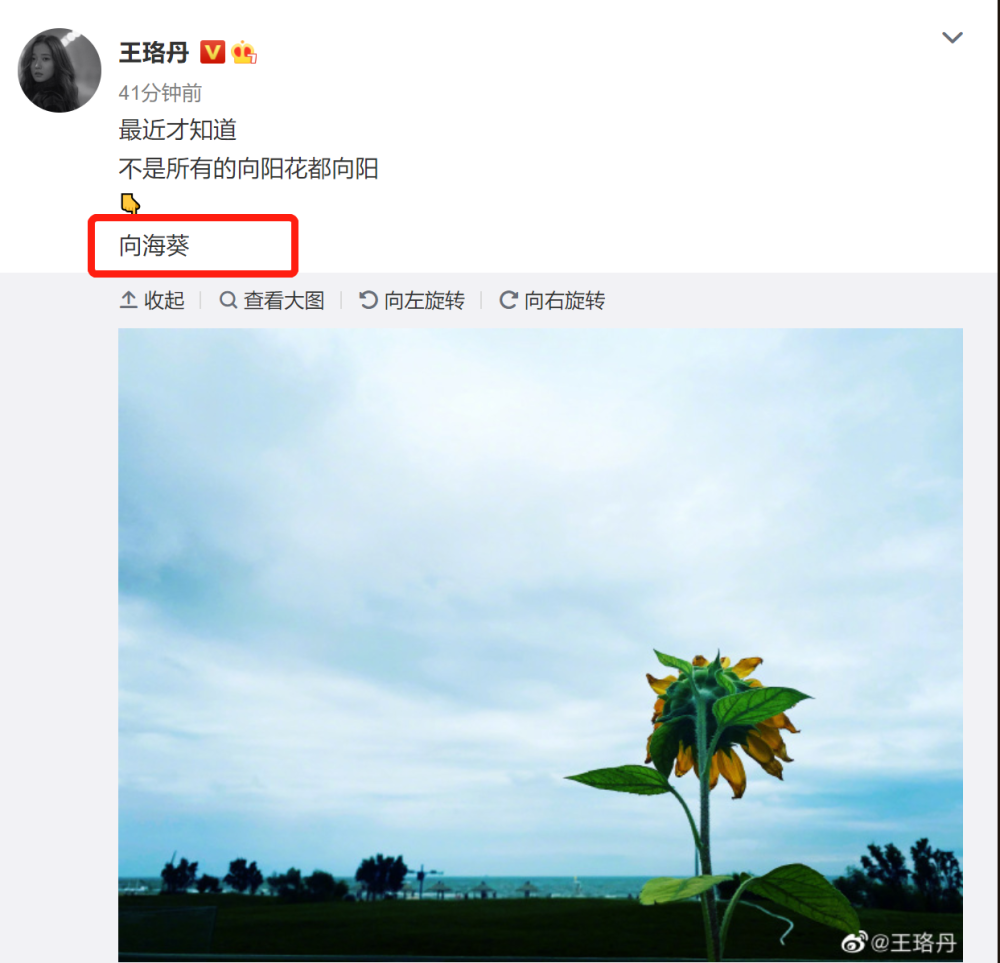 王珞丹|受刺激了？王珞丹凌晨4点求走红的方法，早上发文又“乱说”