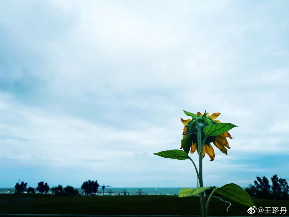 王珞丹|受刺激了？王珞丹凌晨4点求走红的方法，早上发文又“乱说”