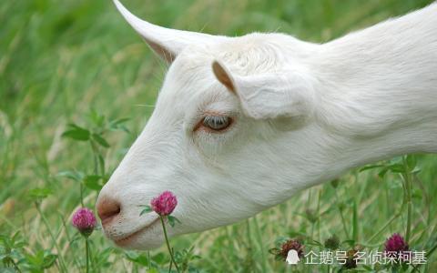 为什么羊的眼睛是长方形的 眼球 巩膜 山羊 视网膜 纤维膜 眼球壁