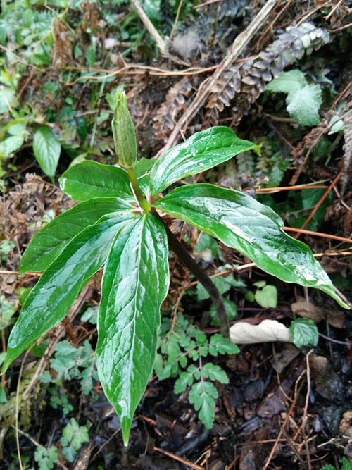 野生七葉一枝花有幾種