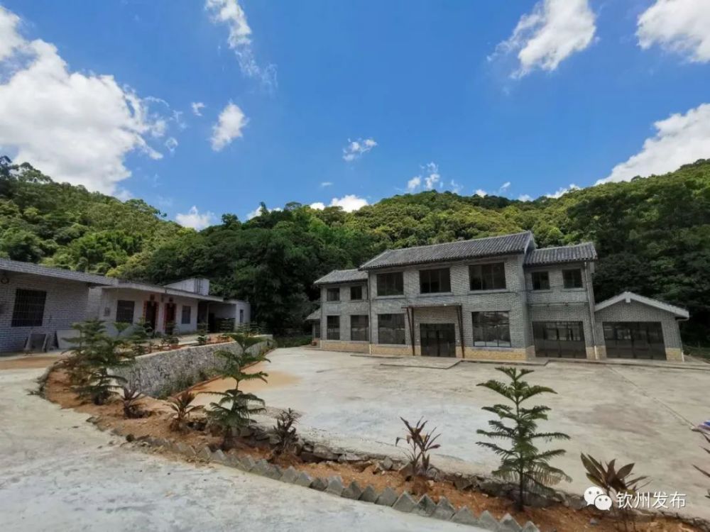 三合镇老周麓村龙门镇学堂村委新田村,将长期荒废的荔枝林改造成了