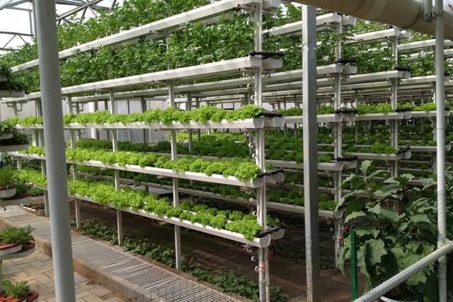 这种立体农田非常适合蔬菜和小麦的种植.