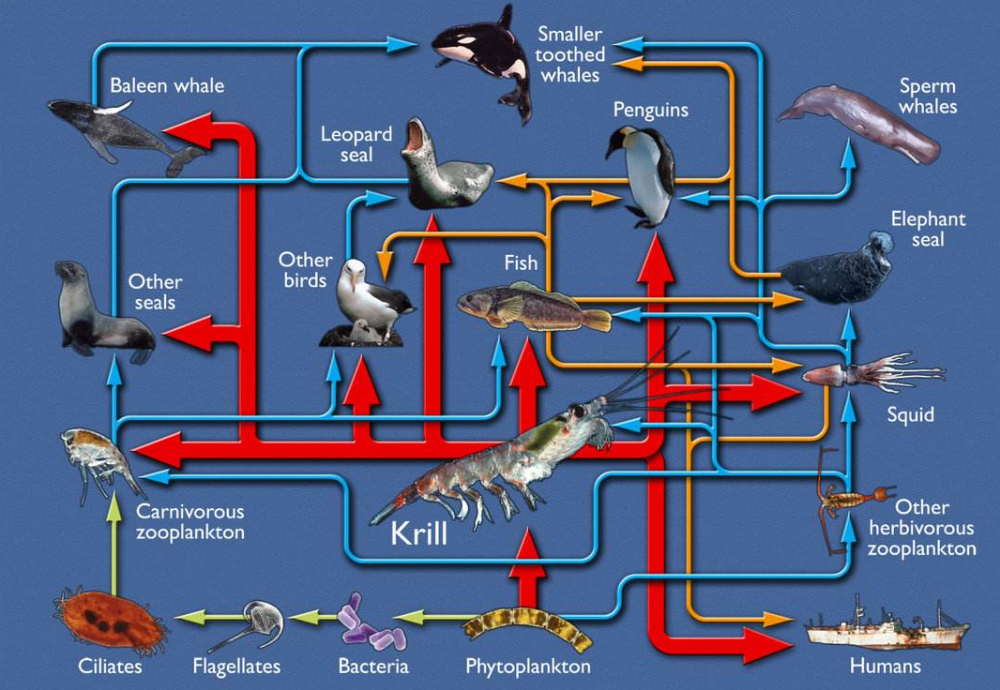 地球|如今地球是什么状态？第六次生物大灭绝真的出现了？