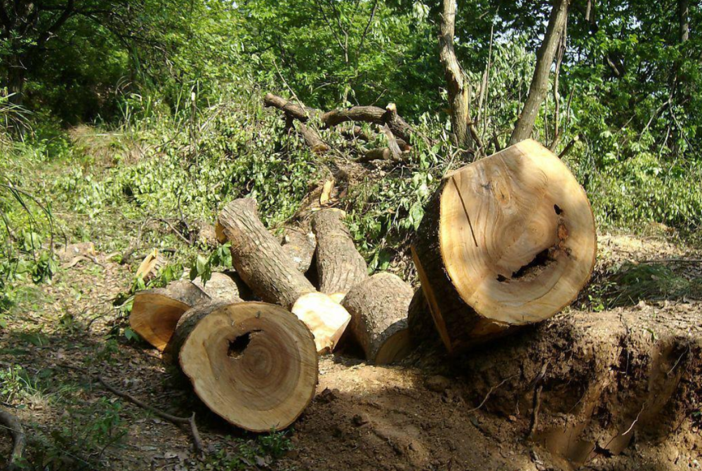 地球|如今地球是什么状态？第六次生物大灭绝真的出现了？