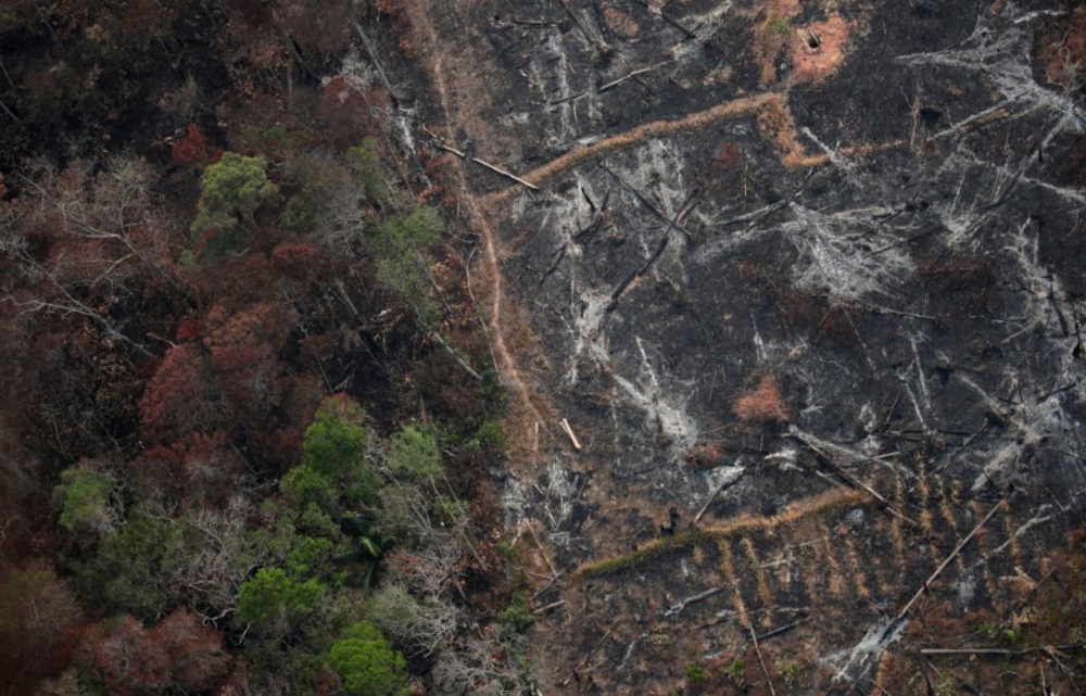 地球|如今地球是什么状态？第六次生物大灭绝真的出现了？