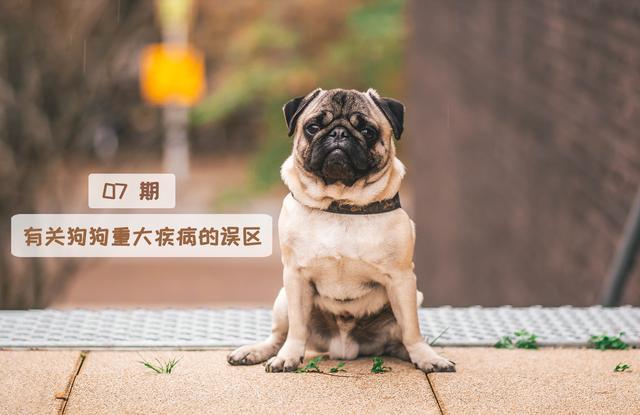 狗狗|狗狗患上致命疾病后，真的难以医治吗？大家对此存在哪些误区？