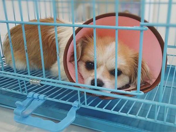 狗狗|狗狗患上致命疾病后，真的难以医治吗？大家对此存在哪些误区？