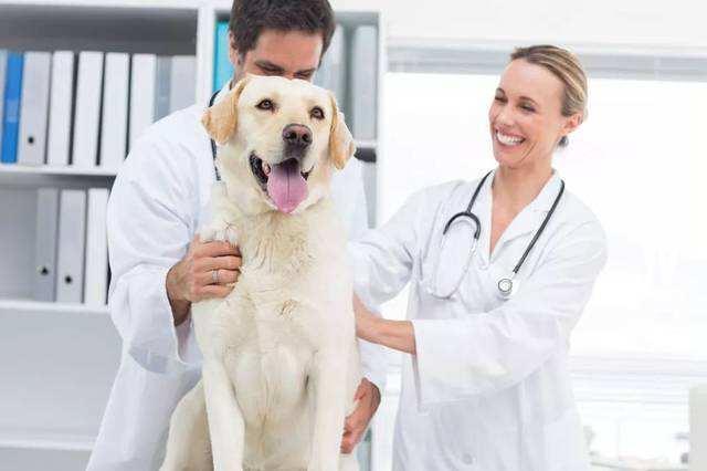 狗狗|狗狗患上致命疾病后，真的难以医治吗？大家对此存在哪些误区？