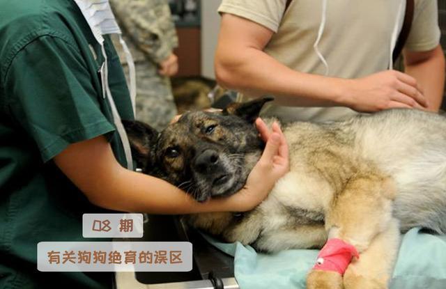 绝育|毛孩子大了需要考虑终身大事，关于绝育，你都信了哪些谣言？