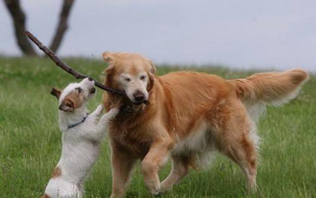 绝育|毛孩子大了需要考虑终身大事，关于绝育，你都信了哪些谣言？