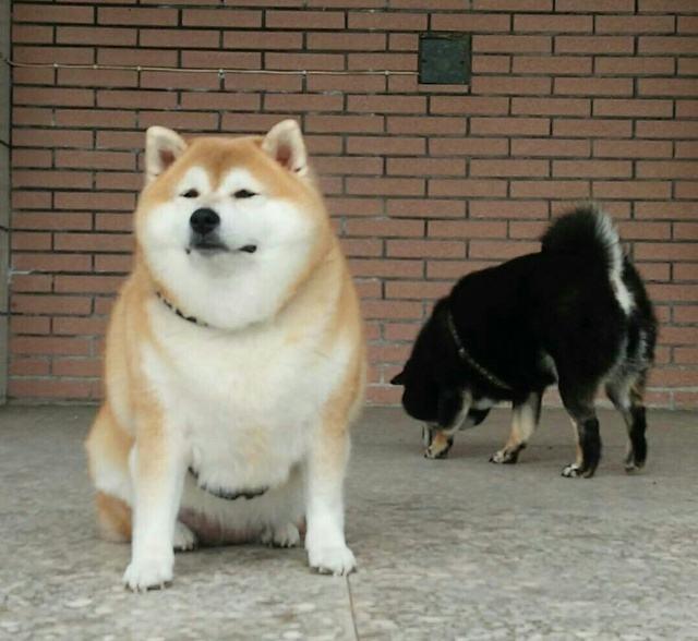 绝育|毛孩子大了需要考虑终身大事，关于绝育，你都信了哪些谣言？