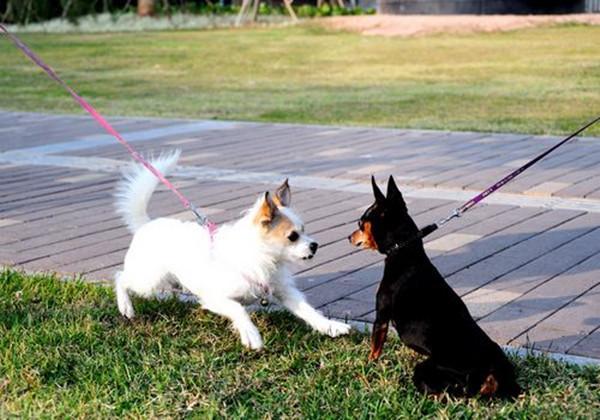 绝育|毛孩子大了需要考虑终身大事，关于绝育，你都信了哪些谣言？