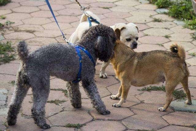 绝育|毛孩子大了需要考虑终身大事，关于绝育，你都信了哪些谣言？