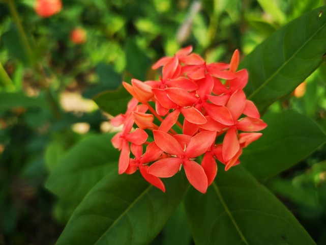 仙丹花 客厅十大镇宅植物