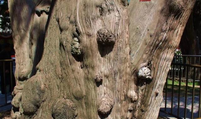 癌症|研究发现：恐龙也得了癌症！癌细胞将生物杀死，对自己有啥好处？