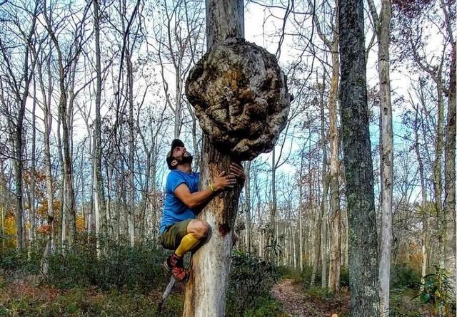 癌症|研究发现：恐龙也得了癌症！癌细胞将生物杀死，对自己有啥好处？