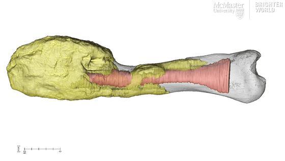 癌症|研究发现：恐龙也得了癌症！癌细胞将生物杀死，对自己有啥好处？