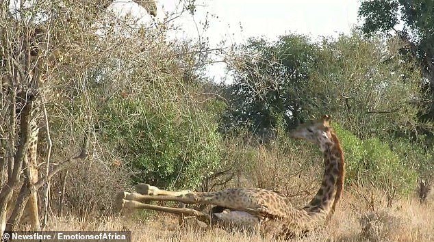 高个儿|南非，两只长颈鹿罕见打斗45分钟，高个儿打架2米以上空间重要
