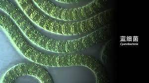 地球|为什么地球生物都无法实现“长生”，是谁对生物下的禁锢？