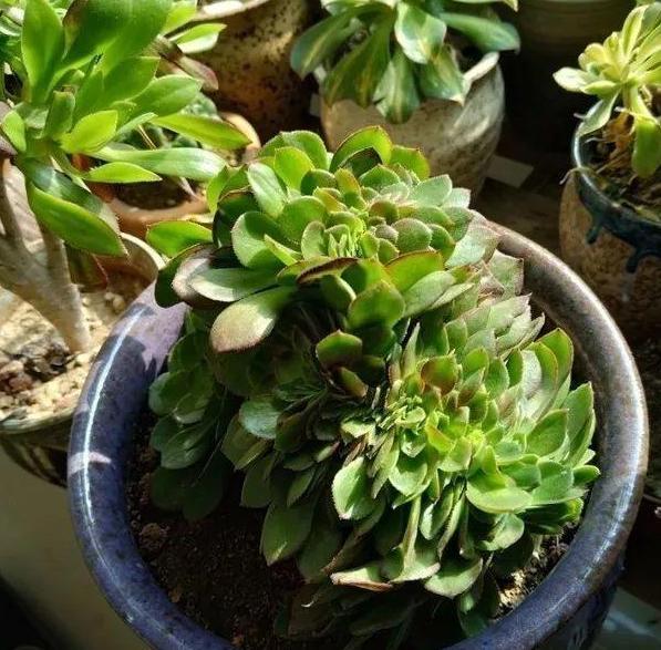 花友 想要缀化多肉 学会3种手段自己制作 一点都不烧钱 多肉 缀化多肉 缀化 多肉叶片 盆栽 缀化苗