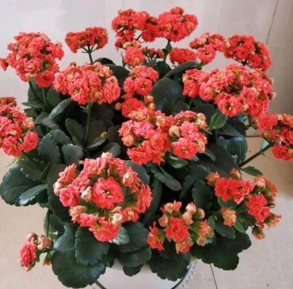 盆栽长寿花 从8月起 这样修剪枝叶 花苞 残花 越长越旺 腾讯新闻