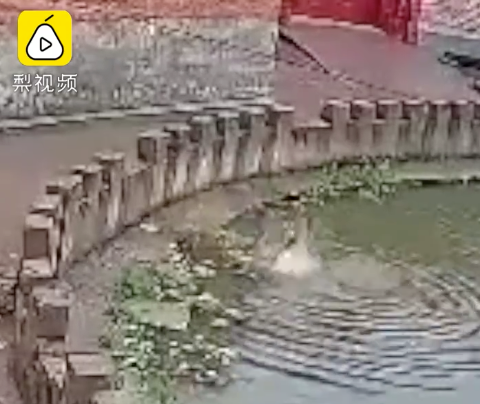 山西|5岁妹妹落水8岁姐姐跳水救，上演惊魂2分钟