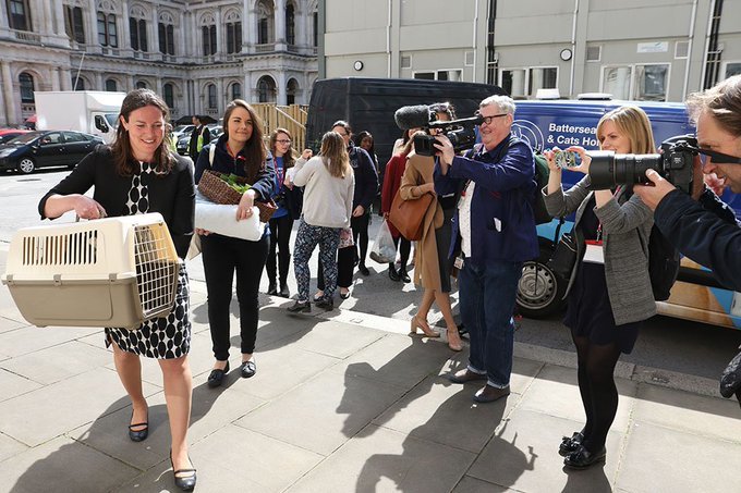 英国外交部|英国外交部首席捕鼠官Palmerston卸任退休