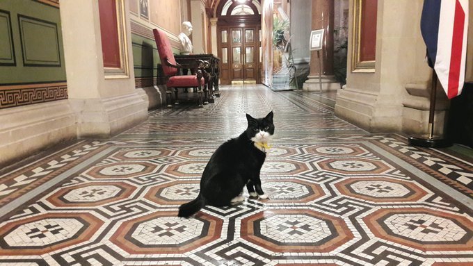 英国外交部|英国外交部首席捕鼠官Palmerston卸任退休