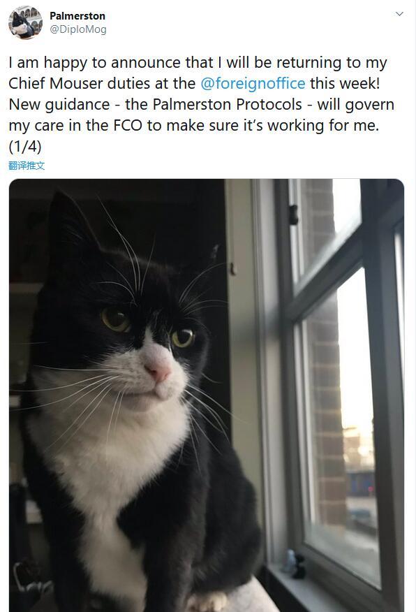 英国外交部|英国外交部首席捕鼠官Palmerston卸任退休