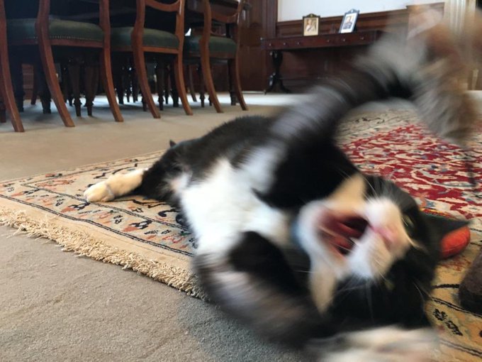 英国外交部|英国外交部首席捕鼠官Palmerston卸任退休