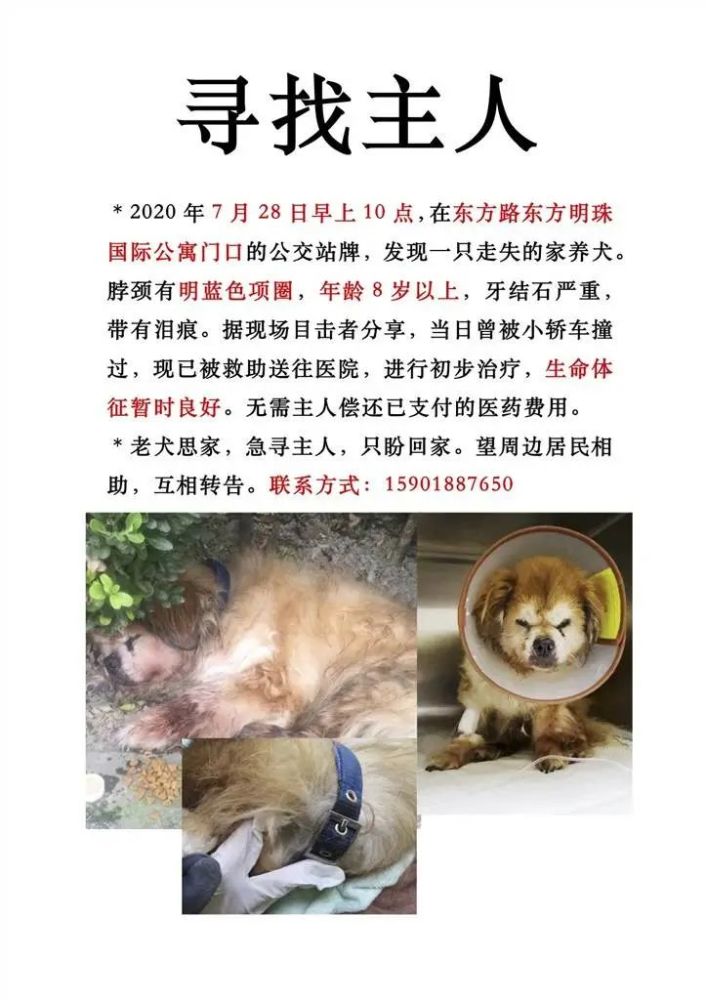 上海首例养犬人弃养犬只案 罚款500元 年老不是弃养宠物的借口 腾讯新闻